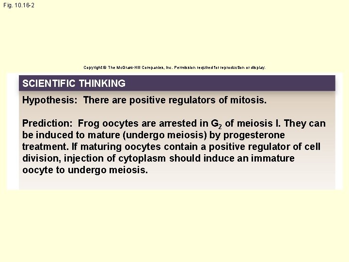 Fig. 10. 16 -2 Copyright © The Mc. Graw-Hill Companies, Inc. Permission required for