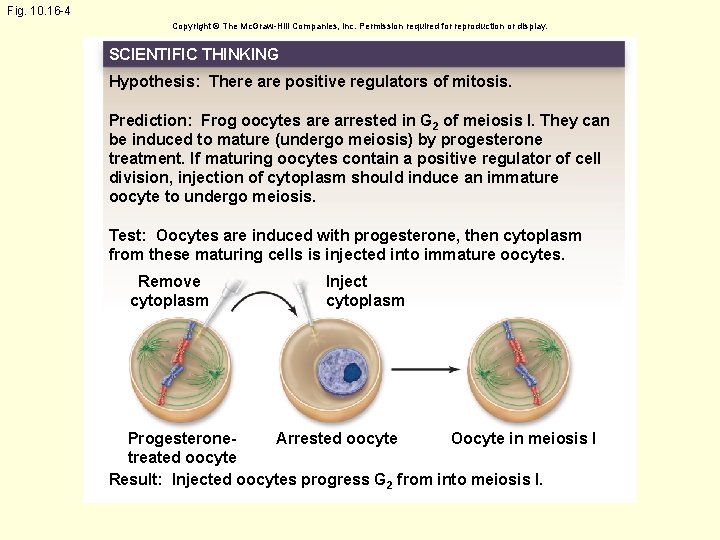 Fig. 10. 16 -4 Copyright © The Mc. Graw-Hill Companies, Inc. Permission required for