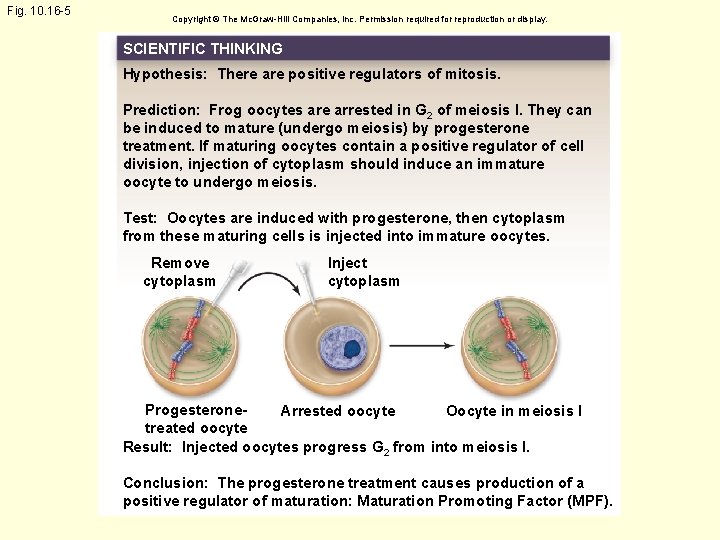 Fig. 10. 16 -5 Copyright © The Mc. Graw-Hill Companies, Inc. Permission required for