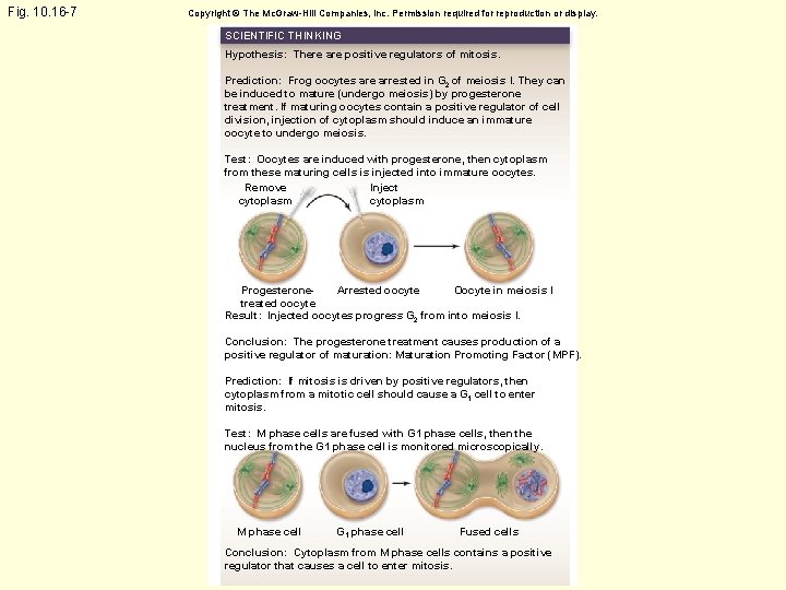 Fig. 10. 16 -7 Copyright © The Mc. Graw-Hill Companies, Inc. Permission required for