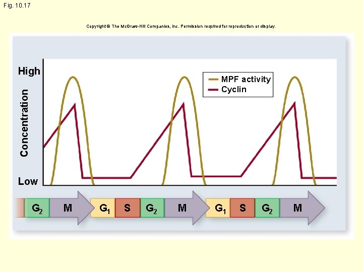 Fig. 10. 17 Copyright © The Mc. Graw-Hill Companies, Inc. Permission required for reproduction