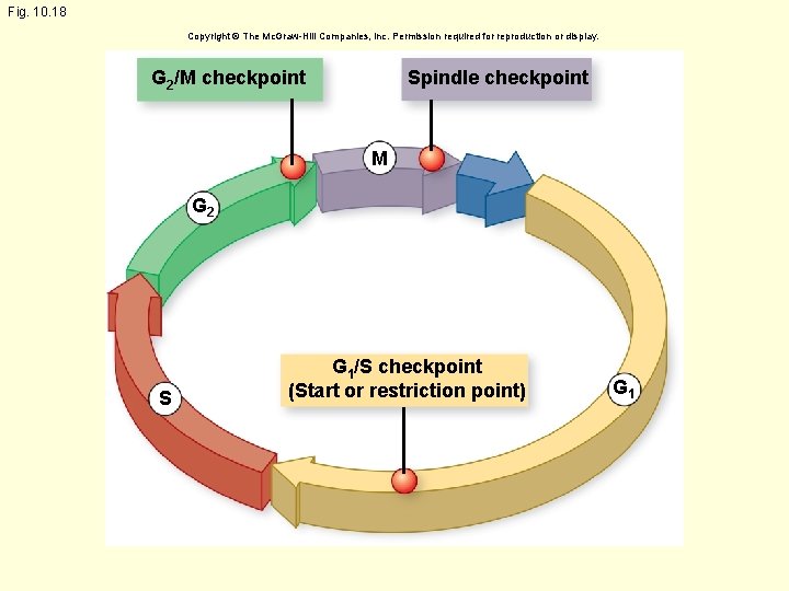 Fig. 10. 18 Copyright © The Mc. Graw-Hill Companies, Inc. Permission required for reproduction
