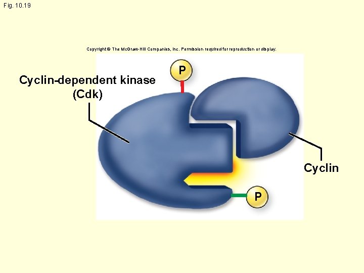 Fig. 10. 19 Copyright © The Mc. Graw-Hill Companies, Inc. Permission required for reproduction