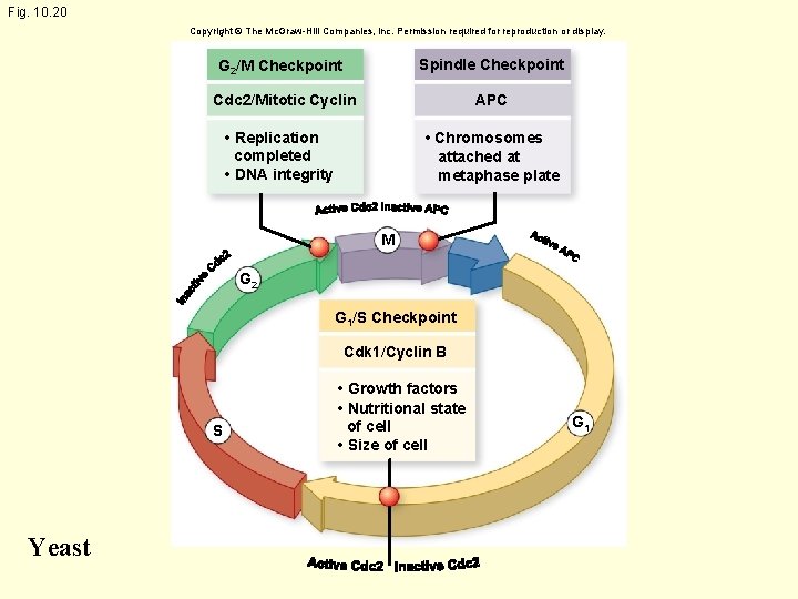 Fig. 10. 20 Copyright © The Mc. Graw-Hill Companies, Inc. Permission required for reproduction