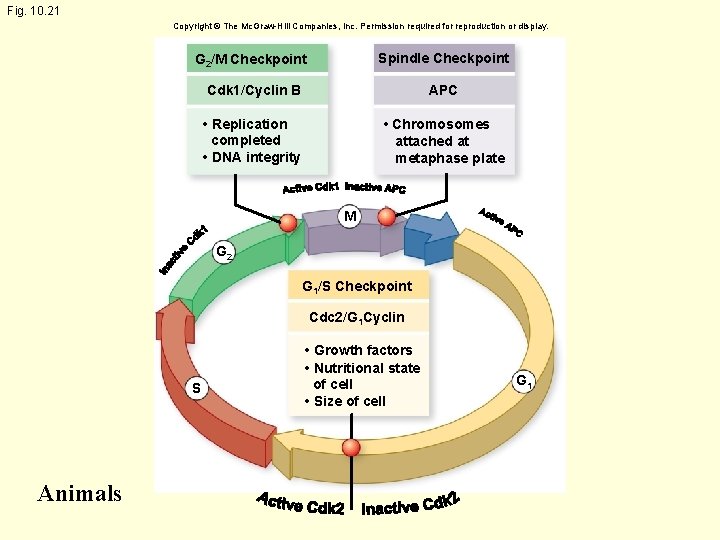 Fig. 10. 21 Copyright © The Mc. Graw-Hill Companies, Inc. Permission required for reproduction