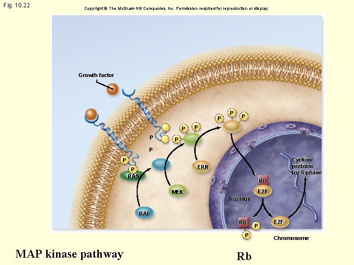 Fig. 10. 22 Copyright © The Mc. Graw-Hill Companies, Inc. Permission required for reproduction