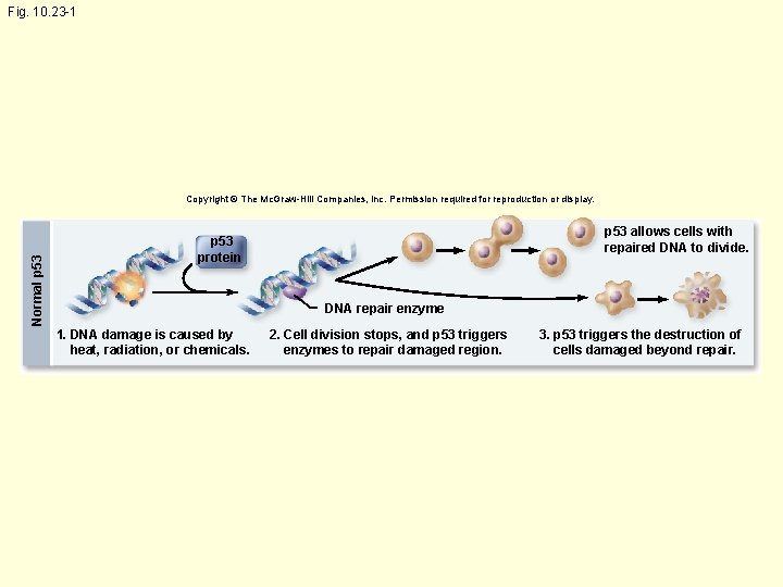Fig. 10. 23 -1 Normal p 53 Copyright © The Mc. Graw-Hill Companies, Inc.