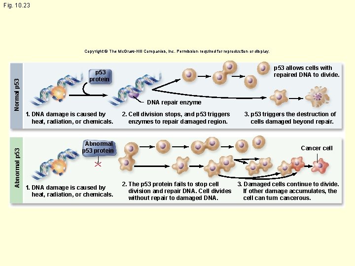 Fig. 10. 23 Normal p 53 Copyright © The Mc. Graw-Hill Companies, Inc. Permission