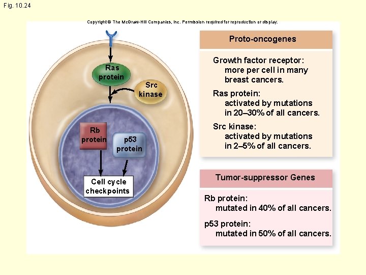 Fig. 10. 24 Copyright © The Mc. Graw-Hill Companies, Inc. Permission required for reproduction