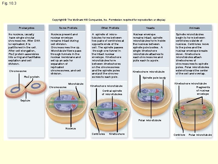 Fig. 10. 3 Copyright © The Mc. Graw-Hill Companies, Inc. Permission required for reproduction