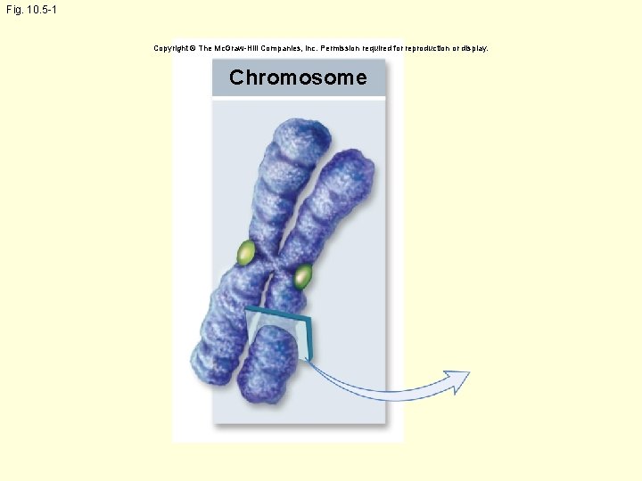 Fig. 10. 5 -1 Copyright © The Mc. Graw-Hill Companies, Inc. Permission required for