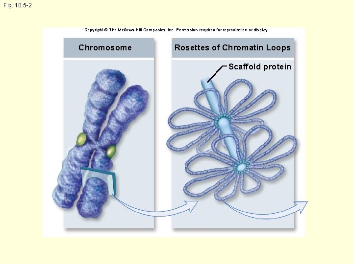 Fig. 10. 5 -2 Copyright © The Mc. Graw-Hill Companies, Inc. Permission required for