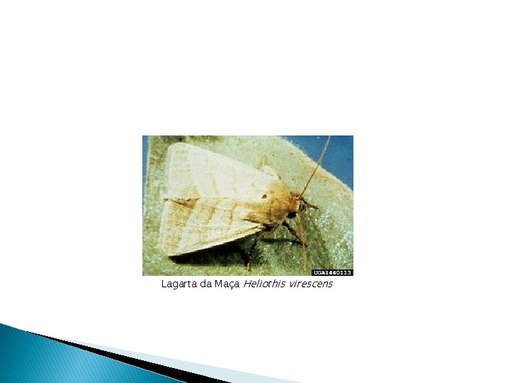 Lagarta da Maça Heliothis virescens 