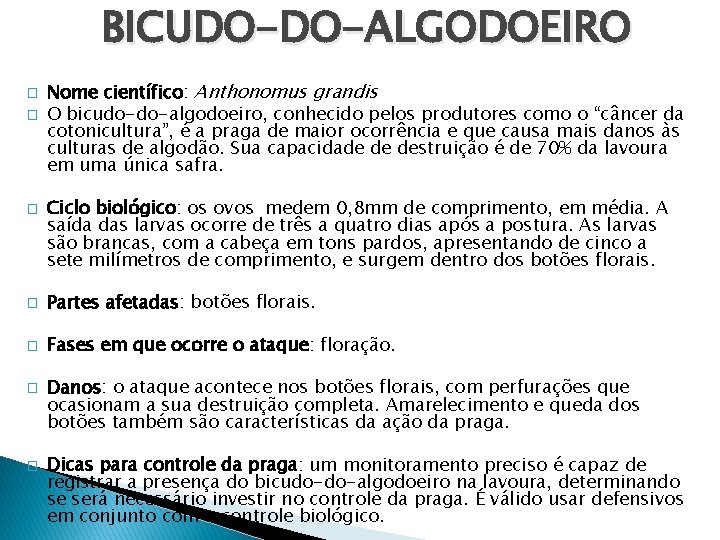 BICUDO-DO-ALGODOEIRO � � � Nome científico: Anthonomus grandis O bicudo-do-algodoeiro, conhecido pelos produtores como