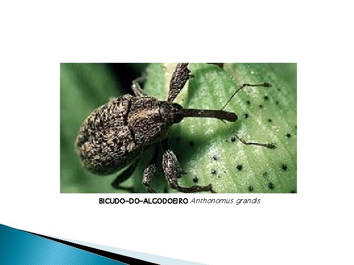 BICUDO-DO-ALGODOEIRO Anthonomus grandis 