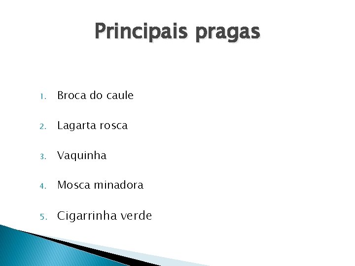 Principais pragas 1. Broca do caule 2. Lagarta rosca 3. Vaquinha 4. Mosca minadora