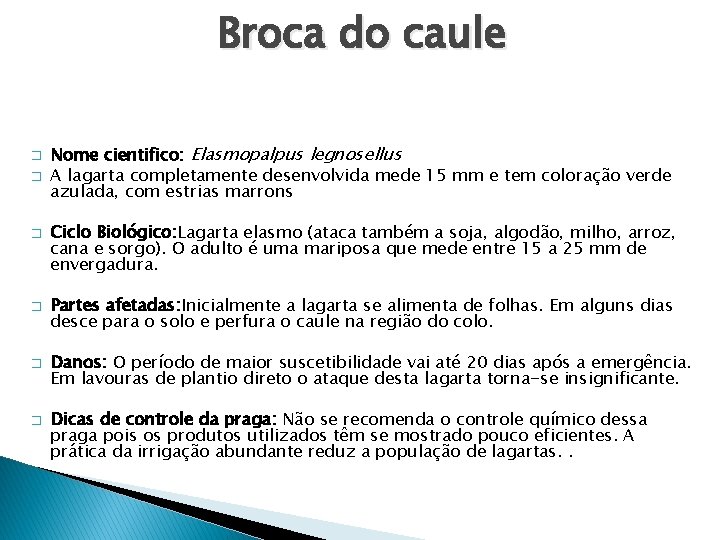 Broca do caule � � � Nome cientifico: Elasmopalpus legnosellus A lagarta completamente desenvolvida