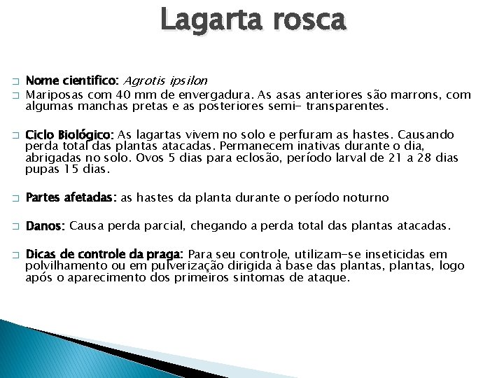 Lagarta rosca � � � Nome cientifico: Agrotis ipsilon Mariposas com 40 mm de