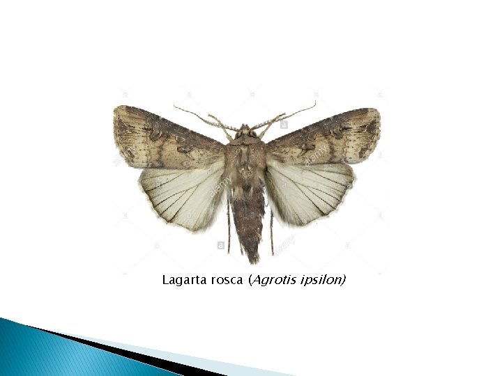 Lagarta rosca (Agrotis ipsilon) 