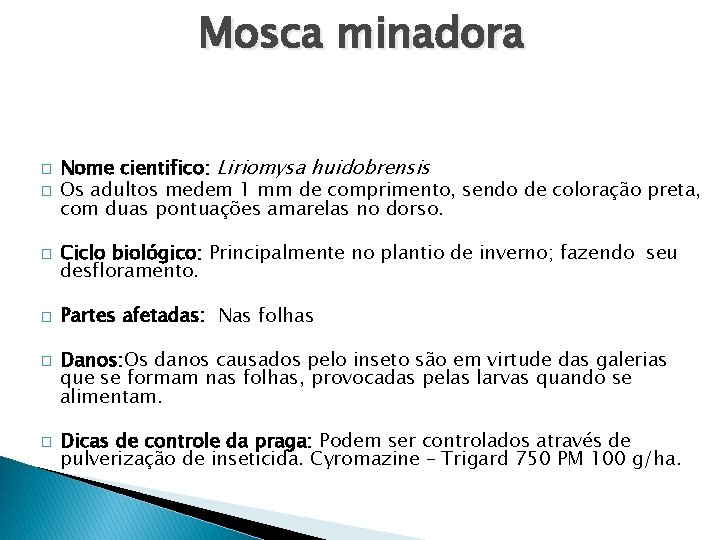 Mosca minadora � � � Nome cientifico: Liriomysa huidobrensis Os adultos medem 1 mm