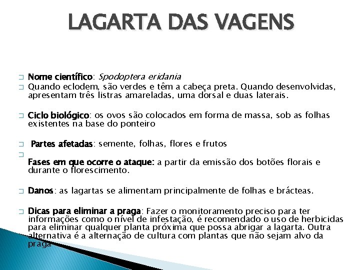 LAGARTA DAS VAGENS � � � � Nome científico: Spodoptera eridania Quando eclodem, são