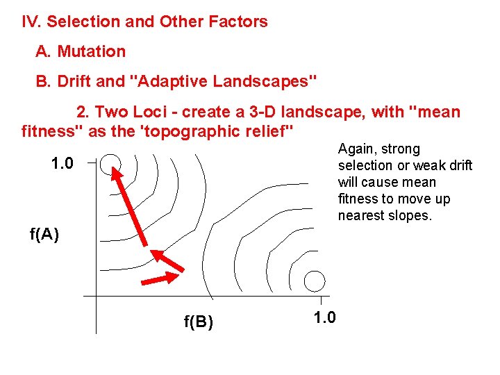 IV. Selection and Other Factors A. Mutation B. Drift and "Adaptive Landscapes" 2. Two