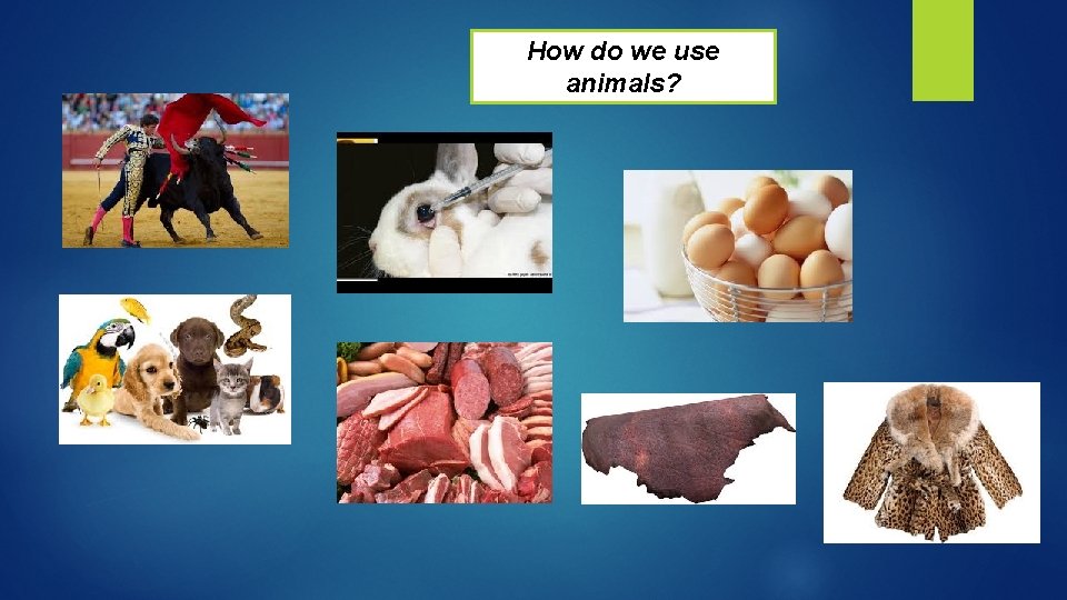 How do we use animals? 