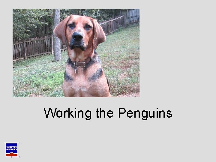 Working the Penguins Working the Penguins