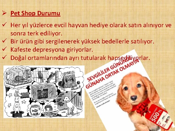 Ø Pet Shop Durumu ü Her yıl yüzlerce evcil hayvan hediye olarak satın alınıyor