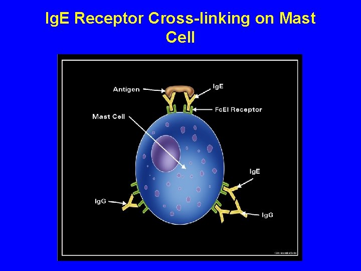 Ig. E Receptor Cross-linking on Mast Cell 