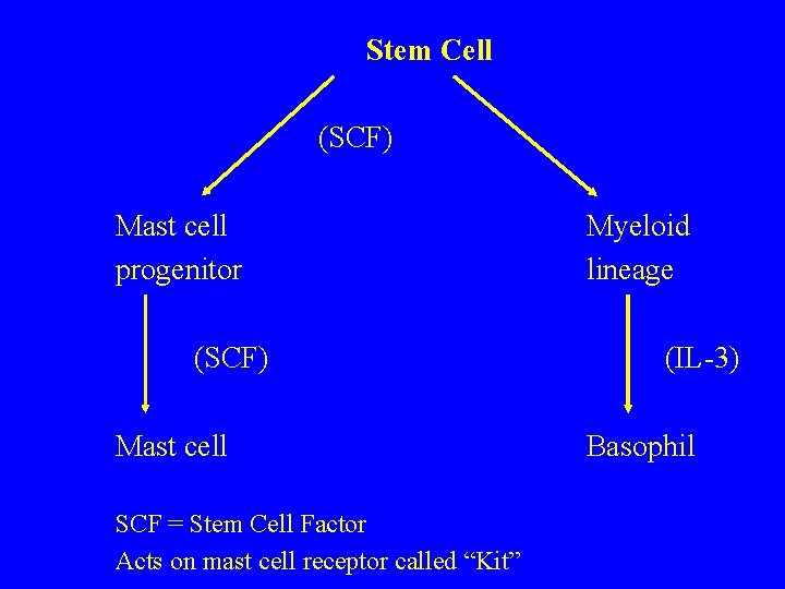 Stem Cell (SCF) Mast cell progenitor (SCF) Mast cell SCF = Stem Cell Factor