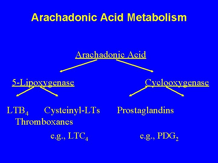 Arachadonic Acid Metabolism Arachadonic Acid 5 -Lipoxygenase LTB 4 Cysteinyl-LTs Thromboxanes e. g. ,