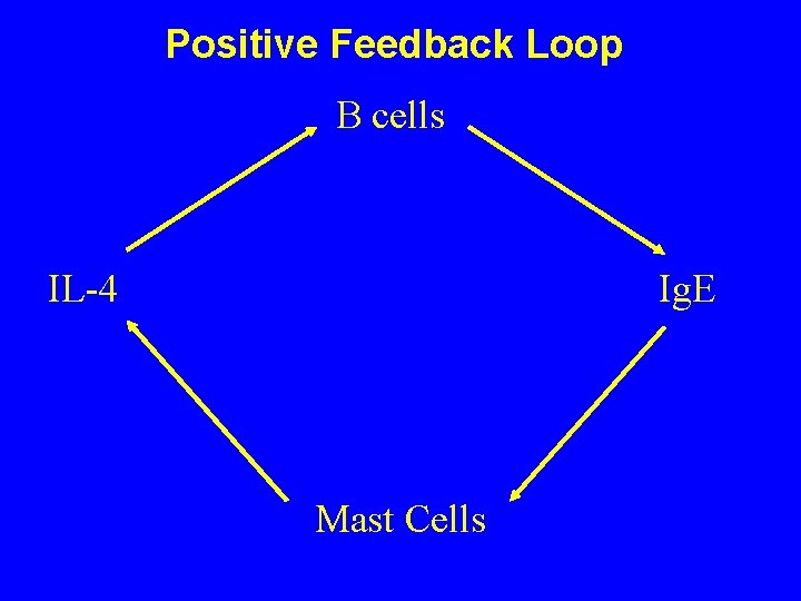 Positive Feedback Loop B cells IL-4 Ig. E Mast Cells 