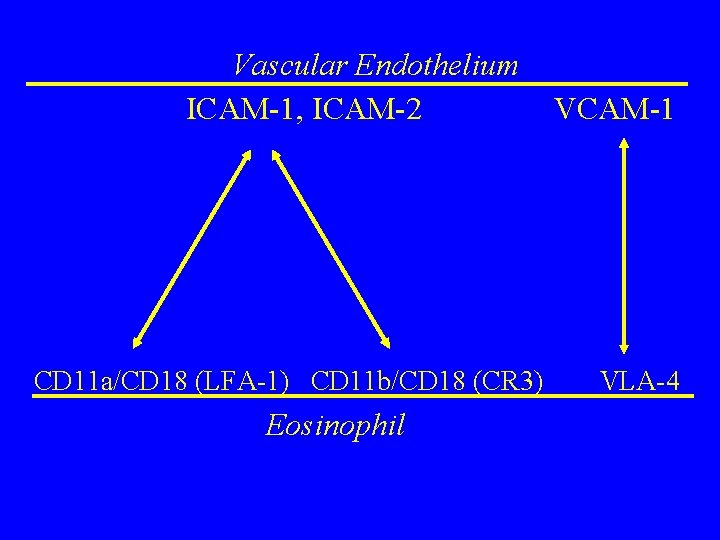 Vascular Endothelium ICAM-1, ICAM-2 CD 11 a/CD 18 (LFA-1) CD 11 b/CD 18 (CR