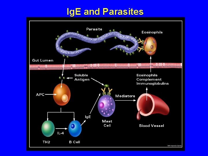 Ig. E and Parasites 