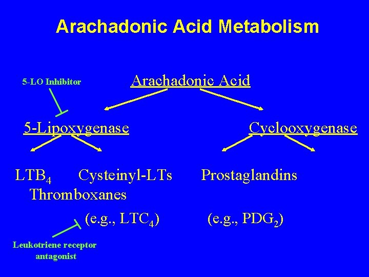 Arachadonic Acid Metabolism Arachadonic Acid 5 -LO Inhibitor 5 -Lipoxygenase LTB 4 Cysteinyl-LTs Thromboxanes