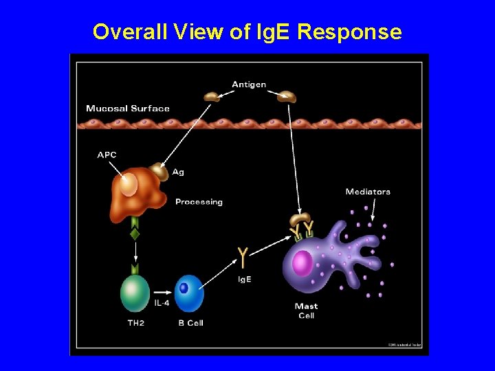 Overall View of Ig. E Response 