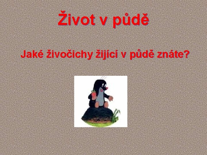 Život v půdě Jaké živočichy žijící v půdě znáte? 