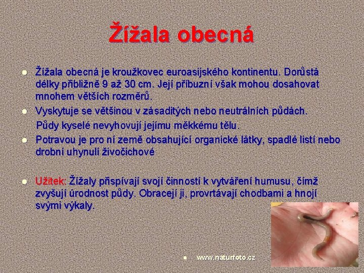 Žížala obecná je kroužkovec euroasijského kontinentu. Dorůstá délky přibližně 9 až 30 cm. Její