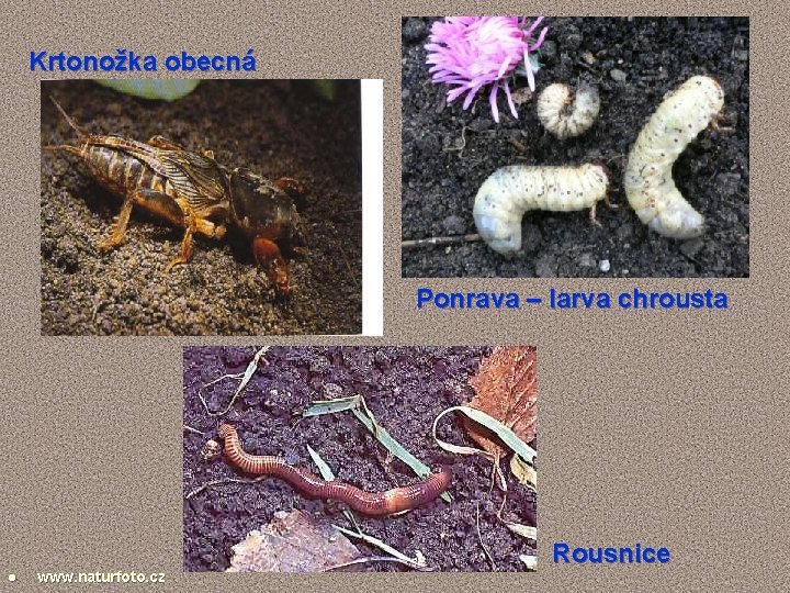 Krtonožka obecná Ponrava – larva chrousta l www. naturfoto. cz Rousnice 
