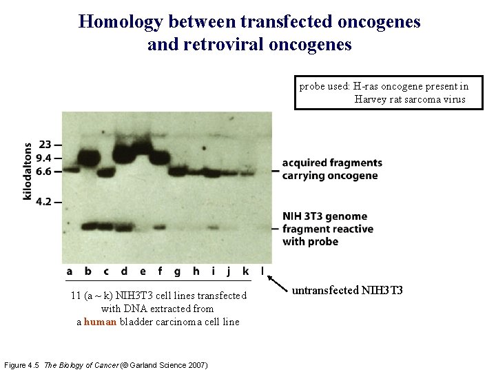 Homology between transfected oncogenes and retroviral oncogenes probe used: H-ras oncogene present in Harvey