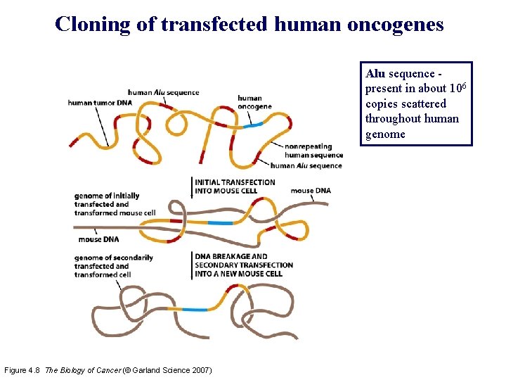 Cloning of transfected human oncogenes Alu sequence present in about 106 copies scattered throughout