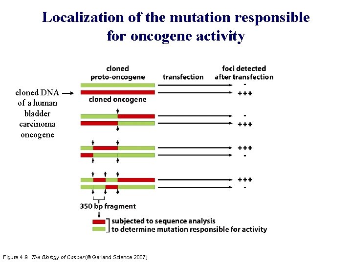 Localization of the mutation responsible for oncogene activity cloned DNA of a human bladder