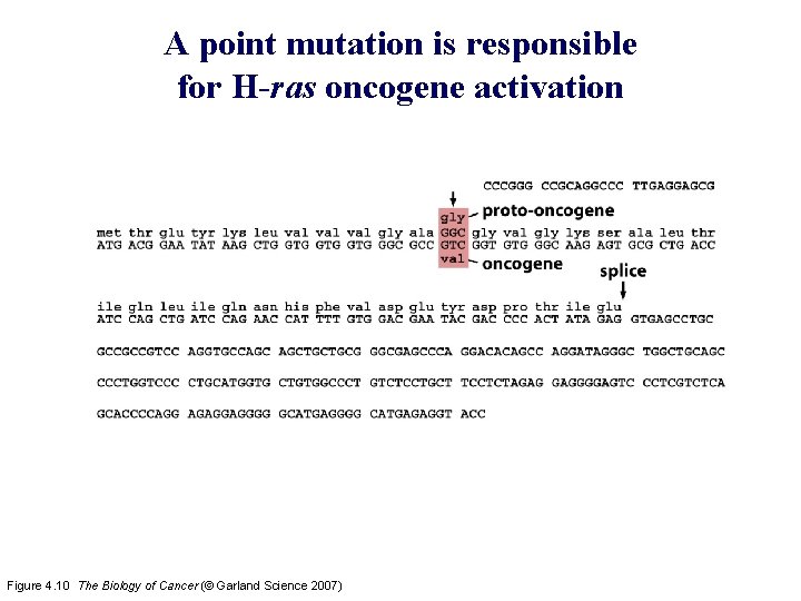 A point mutation is responsible for H-ras oncogene activation Figure 4. 10 The Biology