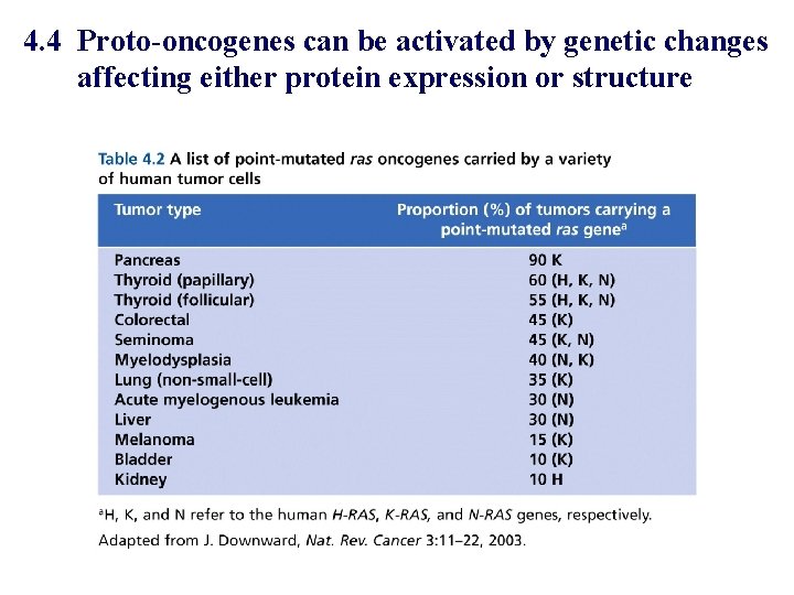 4. 4 Proto-oncogenes can be activated by genetic changes affecting either protein expression or