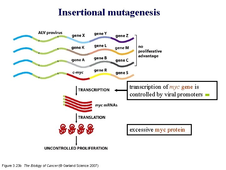 Insertional mutagenesis transcription of myc gene is controlled by viral promoters excessive myc protein