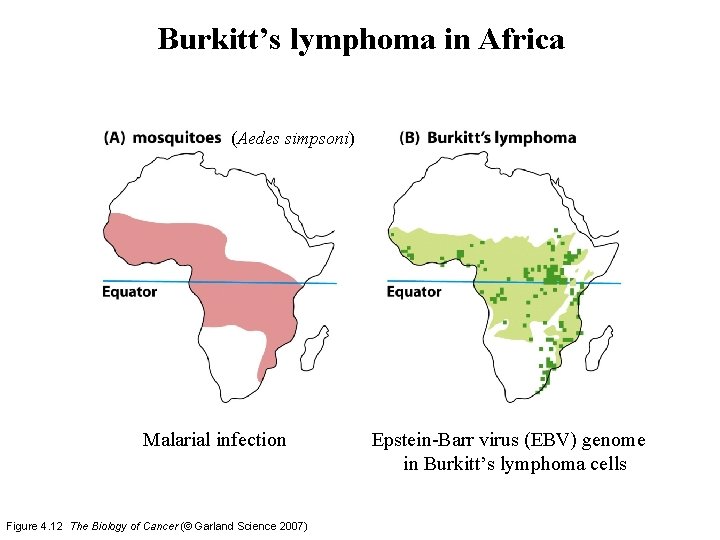 Burkitt’s lymphoma in Africa (Aedes simpsoni) Malarial infection Figure 4. 12 The Biology of