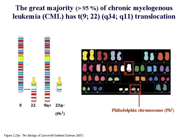 The great majority (> 95 %) of chronic myelogenous leukemia (CML) has t(9; 22)