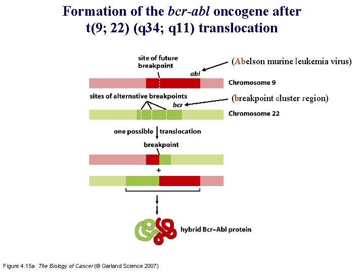 Formation of the bcr-abl oncogene after t(9; 22) (q 34; q 11) translocation (Abelson