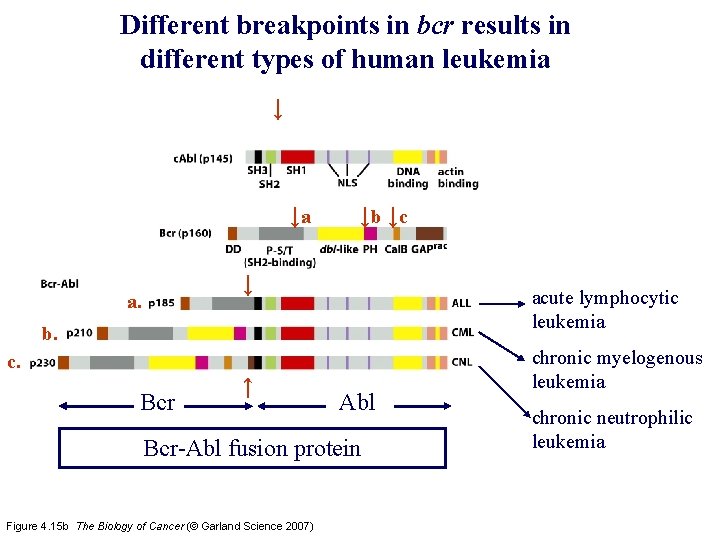 Different breakpoints in bcr results in different types of human leukemia ↓ ↓a ↓b